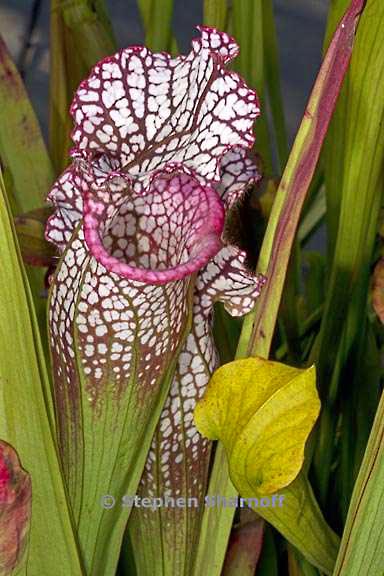 sarracenia leucophylla 3480a graphic